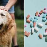 Anti Aging Dog Pill: Ultimate Solution for Your Pet’s Youthful Glow