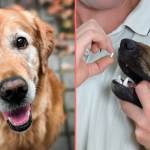 Anti Aging Drug for Dogs: Unlock Youthful Vitality Now