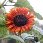 Autumn Beauty Sunflower Growing Tips: Expert Tricks for Vibrant Blooms