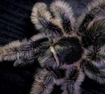 Curly Hair Tarantula Care: Essential Tips for Happy Spiders