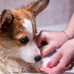 How to Apply Coconut Oil to Dog Skin: Easy Steps for Healthy Fur