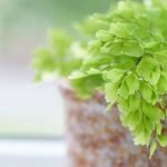Maiden Hair Fern Care: Ultimate Tips for Lush, Green Growth