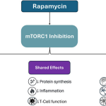 Rapamycin Dosage for Anti Aging: Optimal Guide to Boost Longevity