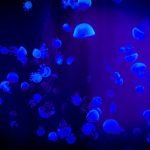 Glowing Beautiful Deep Sea Fish: Stunning Creatures of the Abyss